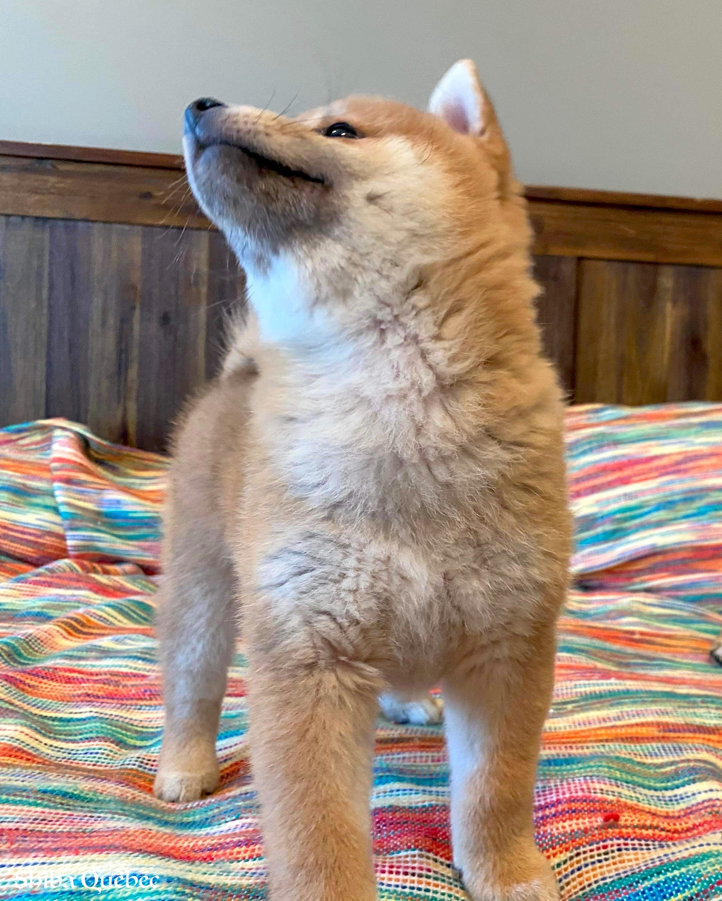 Shiba Quebec - Shiba Inu dog breeder